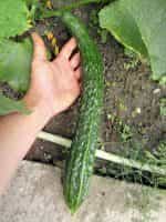 Αγγούρι ''Suyo Long'' - Image 3