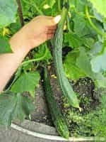 Αγγούρι ''Suyo Long'' - Image 4