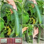 Αγγούρι ''Suyo Long''