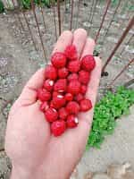 Φράουλα ''Regina'' - Image 2