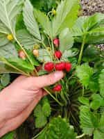 Φράουλα ''Regina'' - Image 3