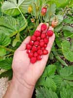 Φράουλα ''Regina'' - Image 4