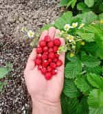 Φράουλα ''Regina'' - Image 5