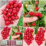 Φράουλα ''Regina''