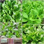 Βαλεριάνα - Λυκοτρίβολο