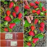 Φράουλα Απλωτή Ιταλίας