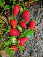 Φράουλα Απλωτή Ιταλίας - Image 2
