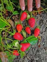 Φράουλα Απλωτή Ιταλίας - Image 3