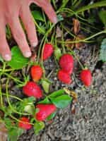 Φράουλα Απλωτή Ιταλίας - Image 4