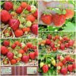 Φράουλα Κόκκινη Παραδοσιακή