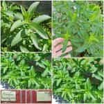 Δυόσμος Παραδοσιακός