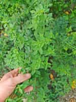 Ρίγανη Ορεινή Αρωματική - Βουνίσια - Image 2