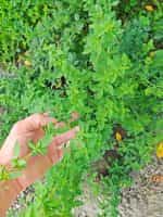 Ρίγανη Ορεινή Αρωματική - Βουνίσια - Image 3