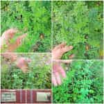 Ρίγανη Ορεινή Αρωματική - Βουνίσια