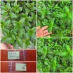 Μέντα Ήμερη