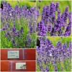 Λεβάντα Κήπου