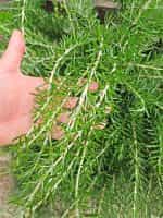 Δενδρολίβανο Παραδοσιακό - Image 2