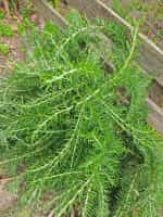 Δενδρολίβανο Παραδοσιακό - Image 3