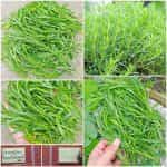 Εστραγκόν Παραδοσιακό