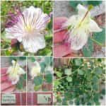 Κάππαρη Παραδοσιακή