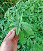 Φασκόμηλο Παραδοσιακό - Image 2