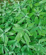 Φασκόμηλο Παραδοσιακό - Image 3