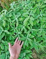 Φασκόμηλο Παραδοσιακό - Image 4