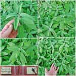 Φασκόμηλο Παραδοσιακό