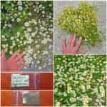 Χαμομήλι Παραδοσιακό