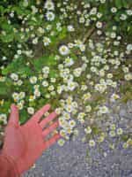 Χαμομήλι Παραδοσιακό - Image 2