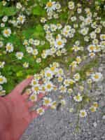 Χαμομήλι Παραδοσιακό - Image 3