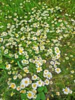 Χαμομήλι Παραδοσιακό - Image 4