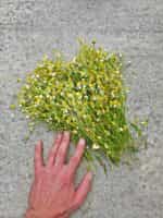 Χαμομήλι Παραδοσιακό - Image 5