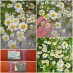 Χαμομήλι του Κάμπου