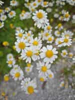 Χαμομήλι του Κάμπου - Image 2