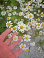 Χαμομήλι του Κάμπου - Image 3