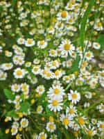 Χαμομήλι του Κάμπου - Image 4