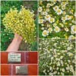 Χαμομήλι Χρυσό ''Zloty Lan''