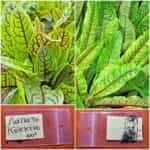 Λάπατο Κόκκινο