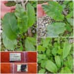 Λάπατο του Κάμπου Πράσινο