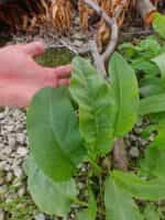 Λάπατο του Κάμπου Πράσινο - Image 2