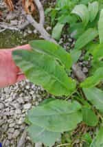 Λάπατο του Κάμπου Πράσινο - Image 3