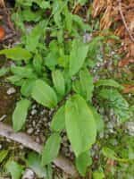 Λάπατο του Κάμπου Πράσινο - Image 4