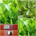 Λάπατο Λεμόνι ''Λεμονολάπατο''