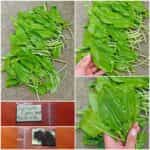 Λάπατο ''Belleville'' Ήμερο