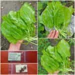 Λάπατο Ήμερο ''Spinach Dock''