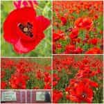 Παπαρούνα Κόκκινη Άγρια