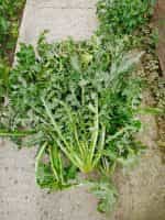 Ζοχός Άγριο Ραδίκι - Image 2