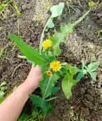 Ζοχός Άγριο Ραδίκι - Image 3