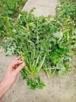 Ζοχός Άγριο Ραδίκι - Image 4